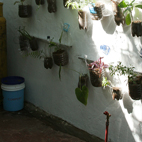 Project: Velada Sta Lucia, Venezuela (2011) / Vertical garden with blue Compost pot