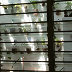 Project: Velada Sta Lucia, Venezuela (2011) / Vertical garden from inside