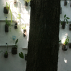 Project: Velada Sta Lucia, Venezuela (2011) / Vertical garden in refurbished patio