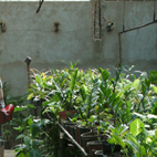 Project: Velada Sta Lucia, Venezuela (2011) / Choosing plants - Vivero-